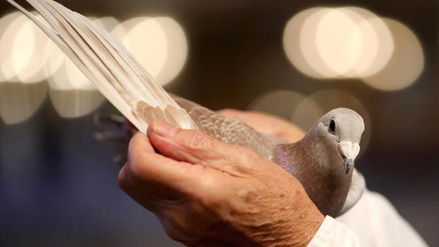 May the best pigeon win 