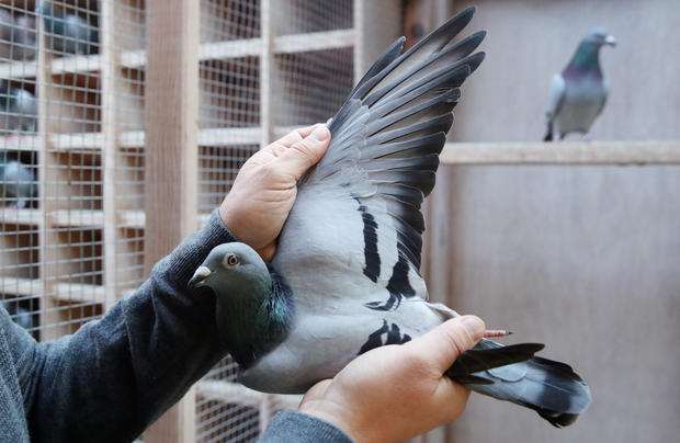 A two-year old female pigeon named New Kim, that will set a new world record price, is seen in Knesselare 