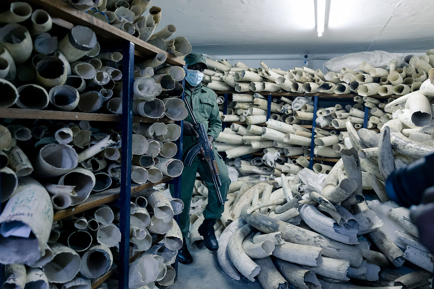 A Zimbabwe National Parks' armed guard walks through piles of elephant ivory stored inside a strong during a tour of the stockpile by European Union envoys, in Harare, Zimbabwe on May 16.