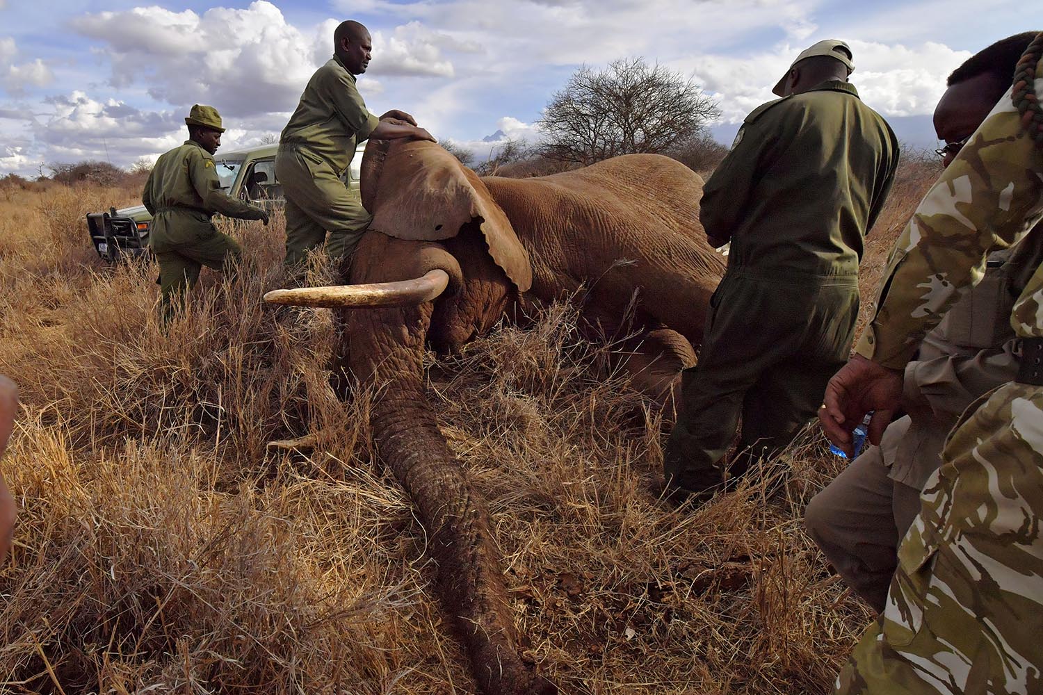 Veterinarians and park rangers attend to a sedated elephant outside Amboseli National Park in Kenya on Nov. 2, 2016. The International Fund for Animal Welfare collared two young male elephants from the Amboseli region to better understand their migration routes and how they’ve been impacted by increasing populations.